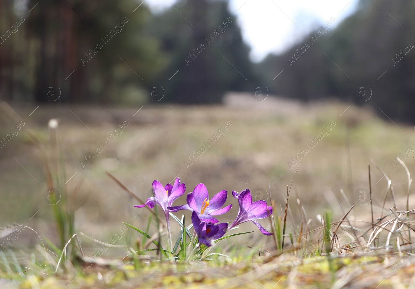 Photo of Fresh purple crocus flowers growing in spring field