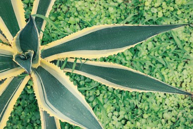 Photo of American aloe with beautiful leaves growing outdoors, top view. Tropical plant