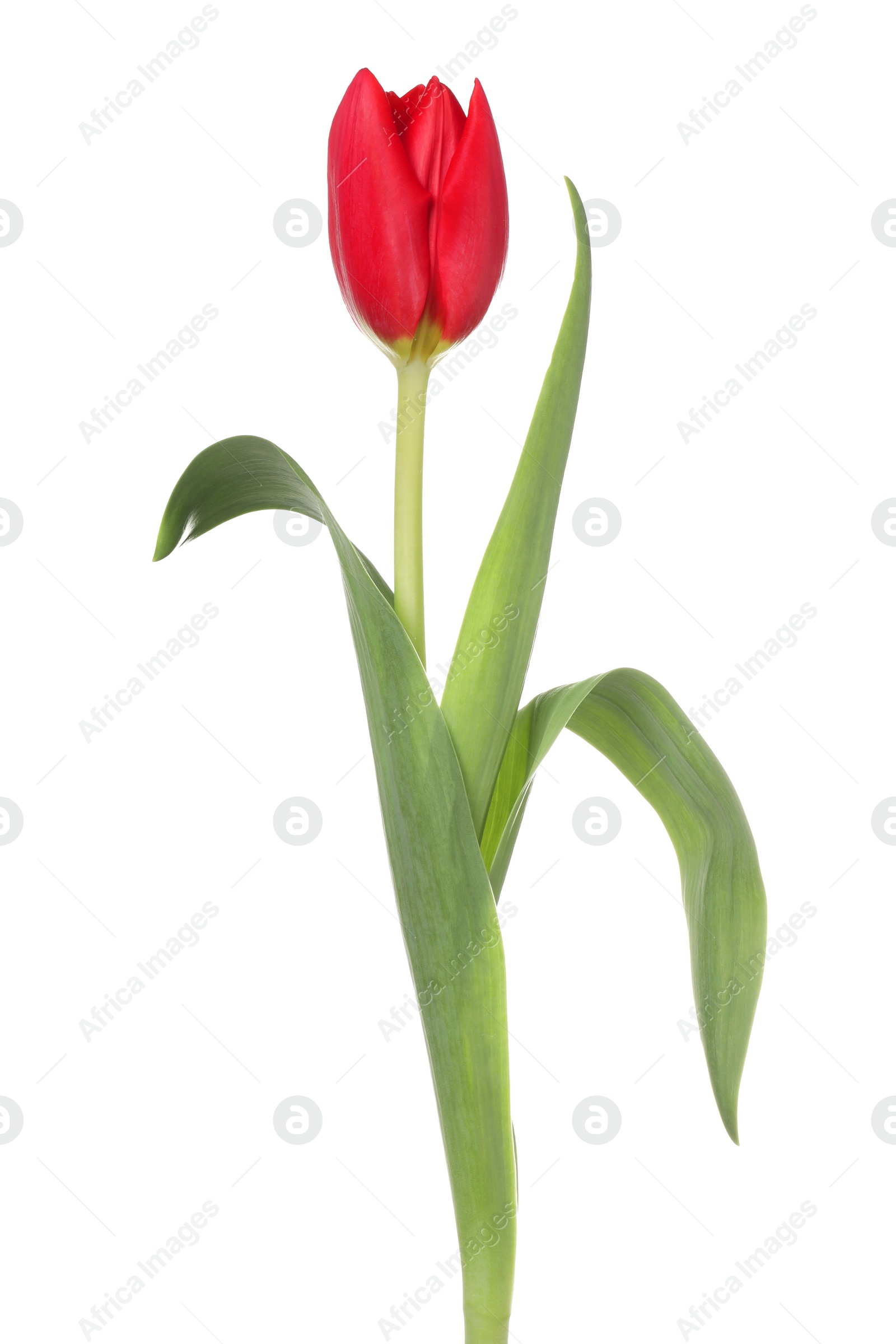 Photo of Beautiful red tulip flower isolated on white