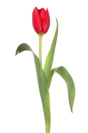 Beautiful red tulip flower isolated on white
