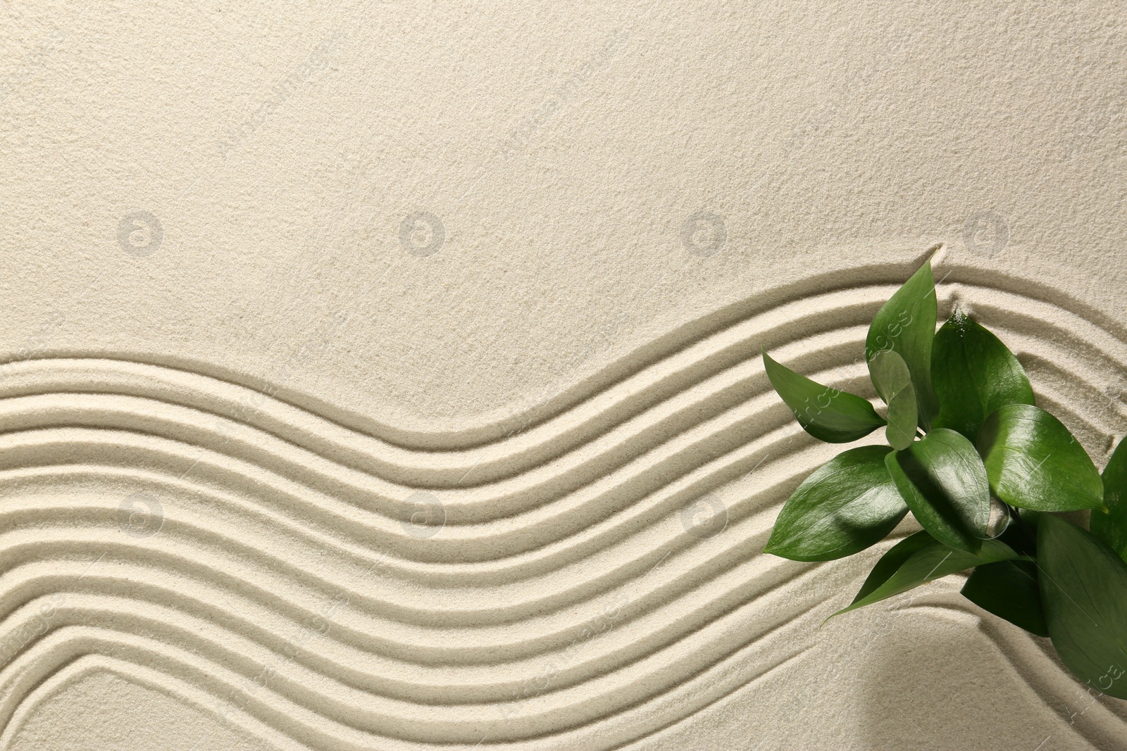 Photo of Beautiful lines and plant on sand, top view with space for text. Zen garden
