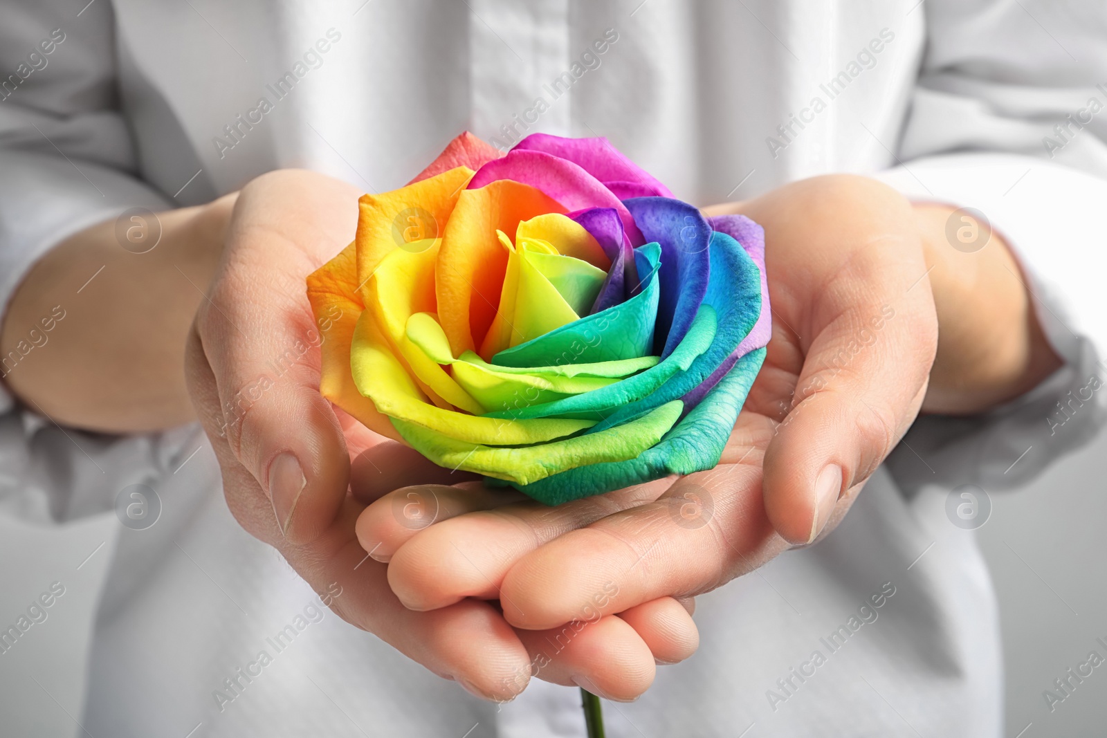 Photo of Woman holding rainbow rose flower, closeup