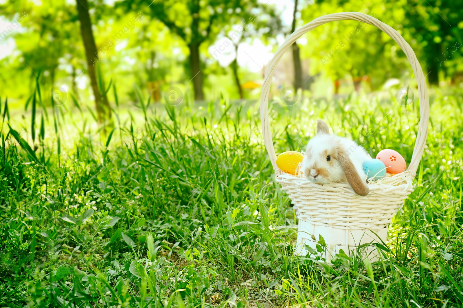 Photo of Cute bunny in wicker basket with Easter eggs among green grass, outdoors