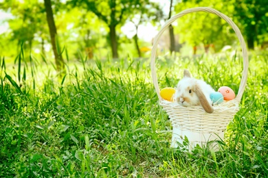 Cute bunny in wicker basket with Easter eggs among green grass, outdoors