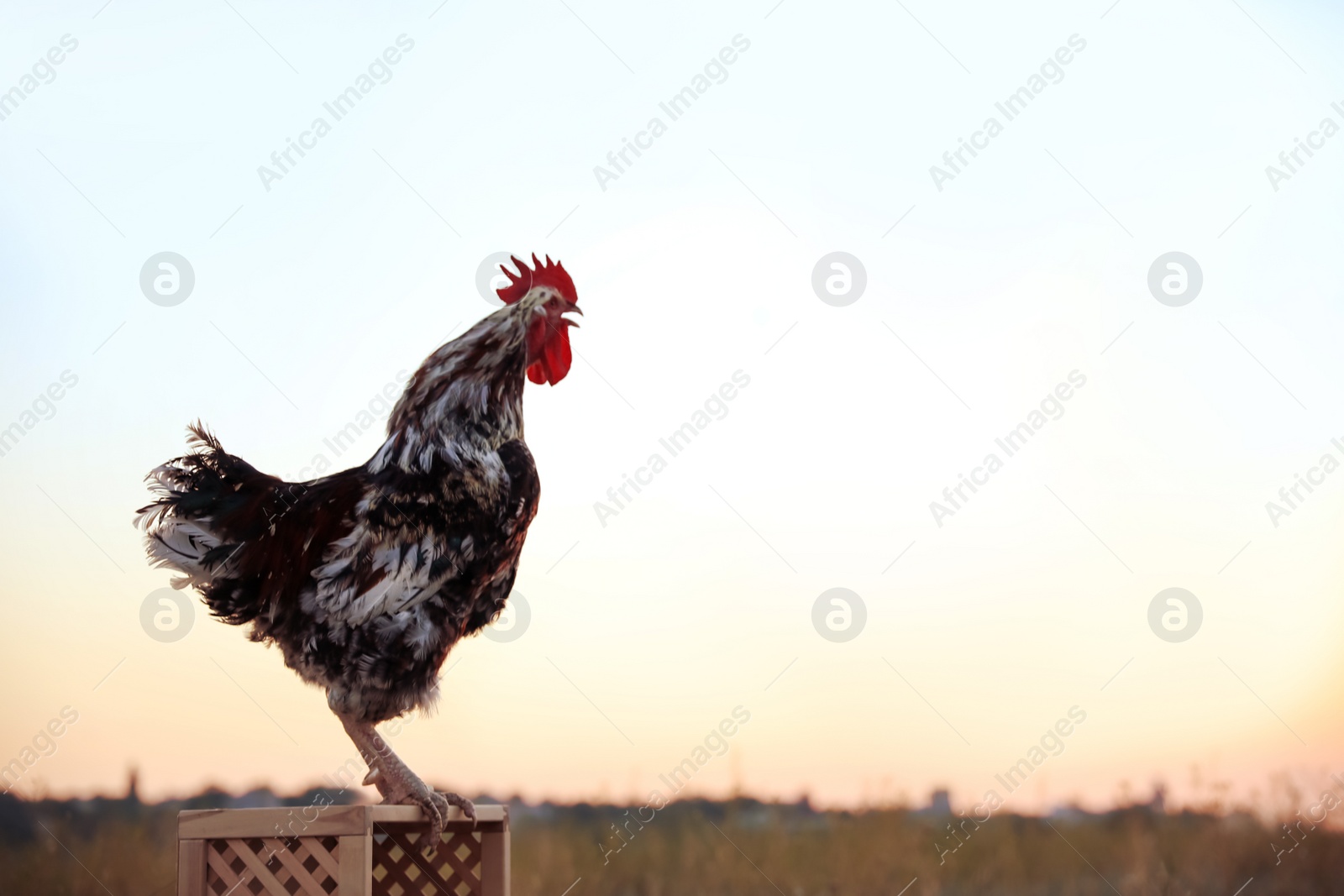 Photo of Big domestic rooster on wooden stand at sunrise, space for text. Morning time