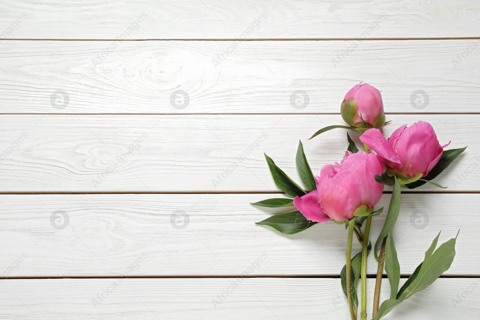Photo of Beautiful pink peonies on white wooden background, flat lay. Space for text
