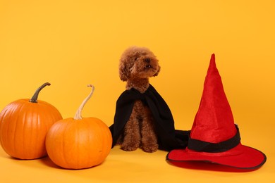 Photo of Cute Maltipoo dog with hat and pumpkins dressed in Halloween costume on orange background