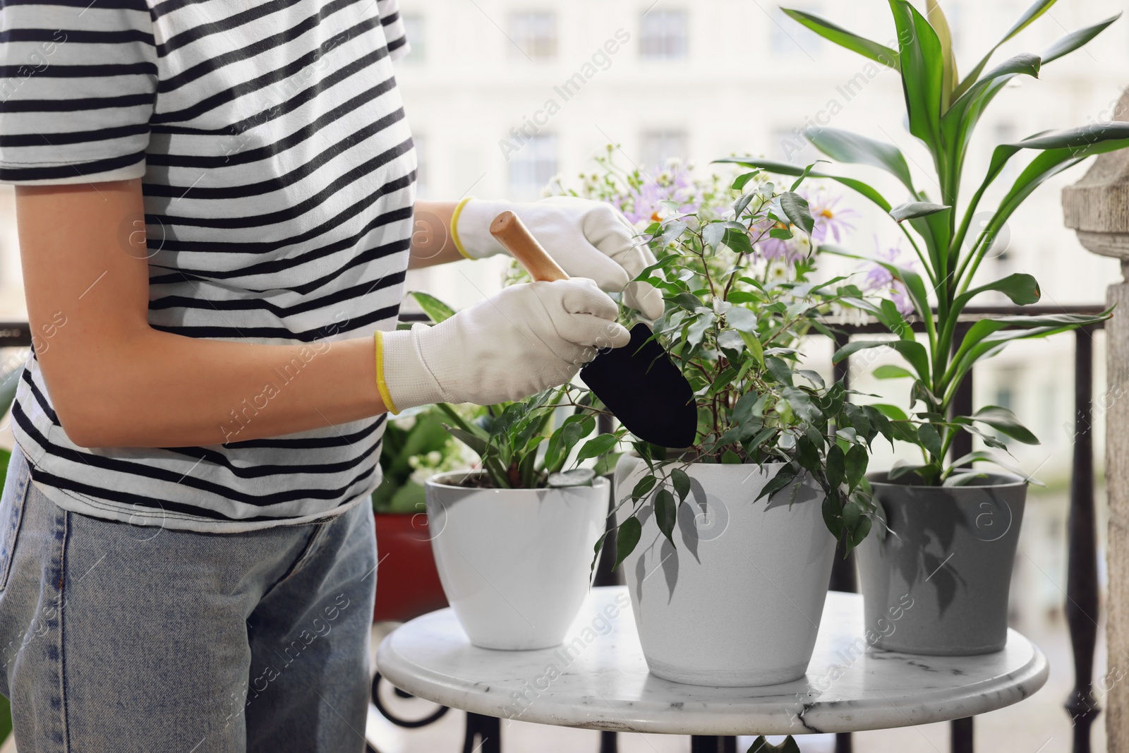 Photo of Woman potting beautiful Ficus benjamina plant at table on balcony, closeup