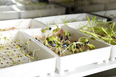 Photo of Containers with different sprouted seeds in germinator. Laboratory research