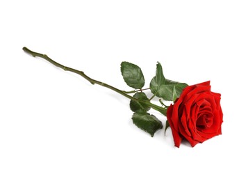 Photo of Beautiful fresh red rose isolated on white