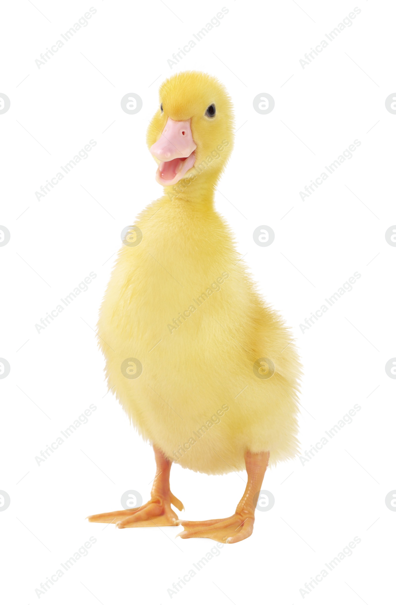 Photo of Baby animal. Cute fluffy duckling on white background