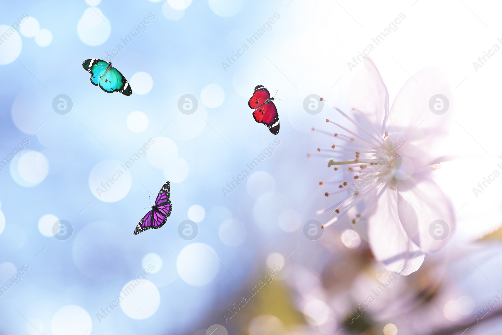 Image of Beautiful butterflies and blooming flower outdoors on sunny day