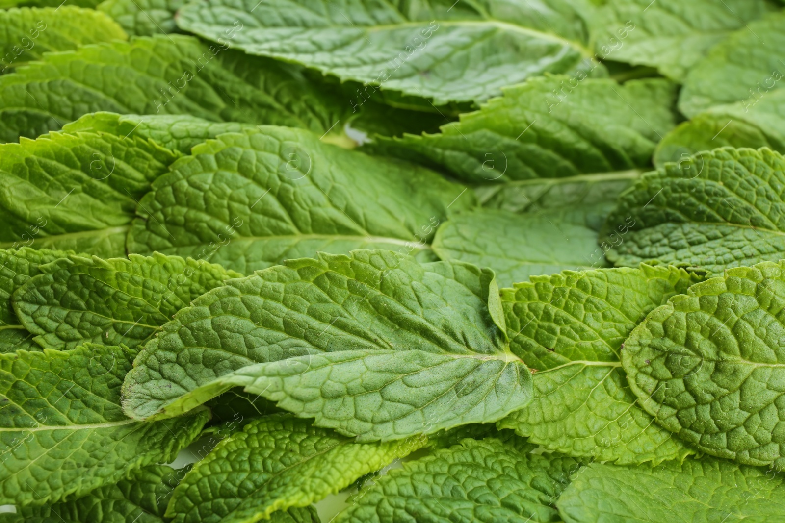 Photo of Fresh green mint leaves as background, closeup