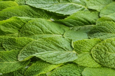 Fresh green mint leaves as background, closeup