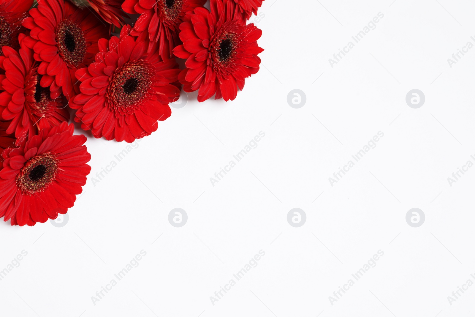 Photo of Beautiful bright red gerbera flowers on white background, top view