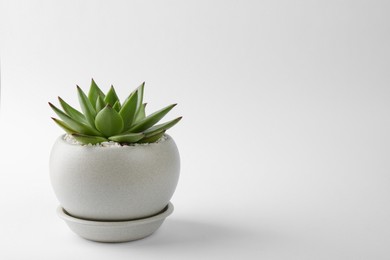 Photo of Beautiful succulent plant in pot on white background. Space for text