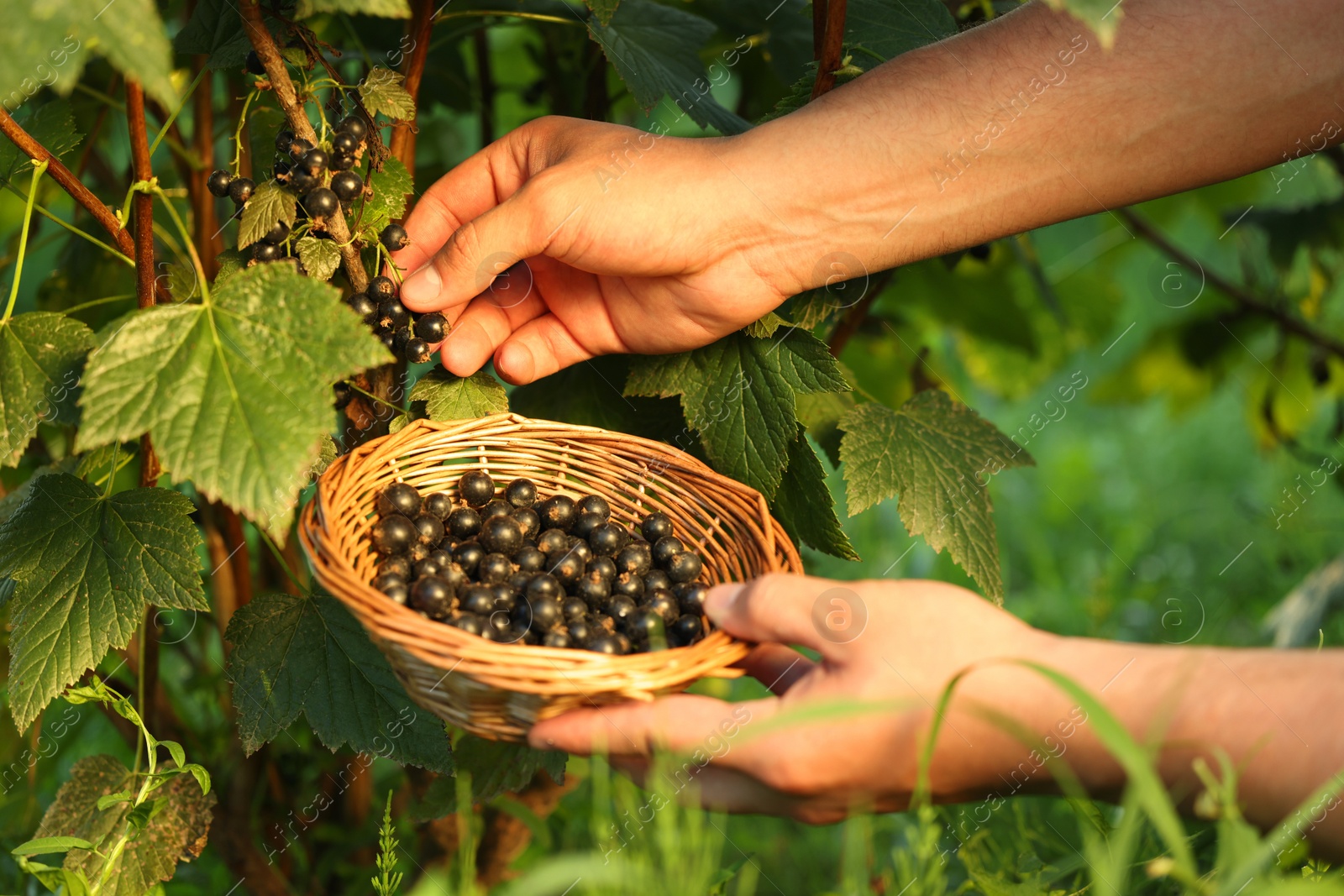 Photo of Woman with wicker bowl picking ripe blackcurrants from bush outdoors, closeup