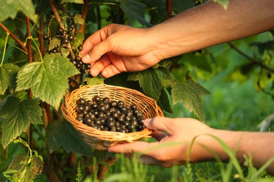 Woman with wicker bowl picking ripe blackcurrants from bush outdoors, closeup