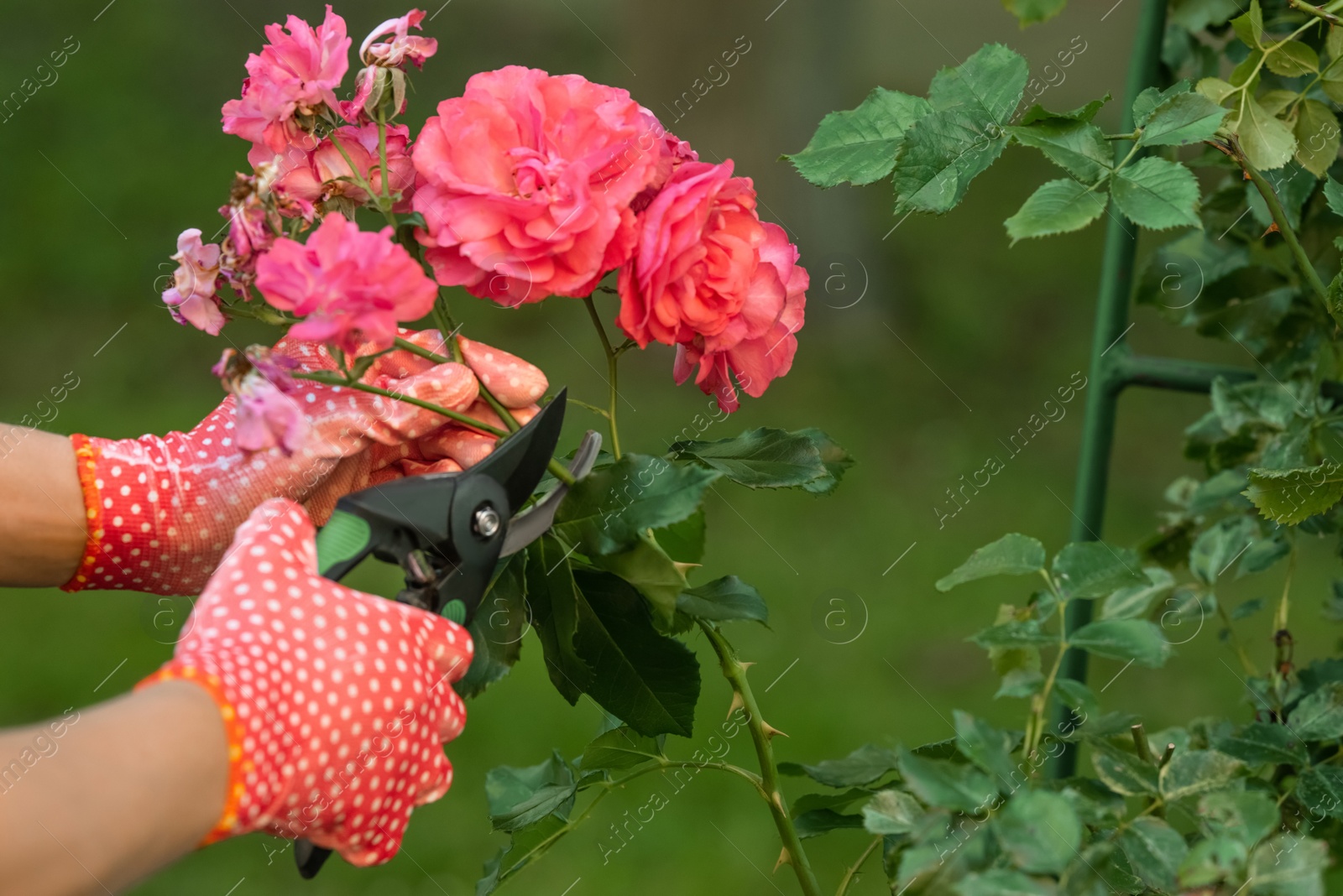 Photo of Woman in gardening gloves pruning rose bush with secateurs outdoors, closeup