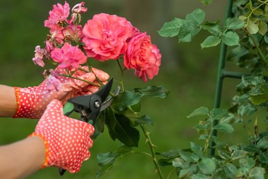 Photo of Woman in gardening gloves pruning rose bush with secateurs outdoors, closeup