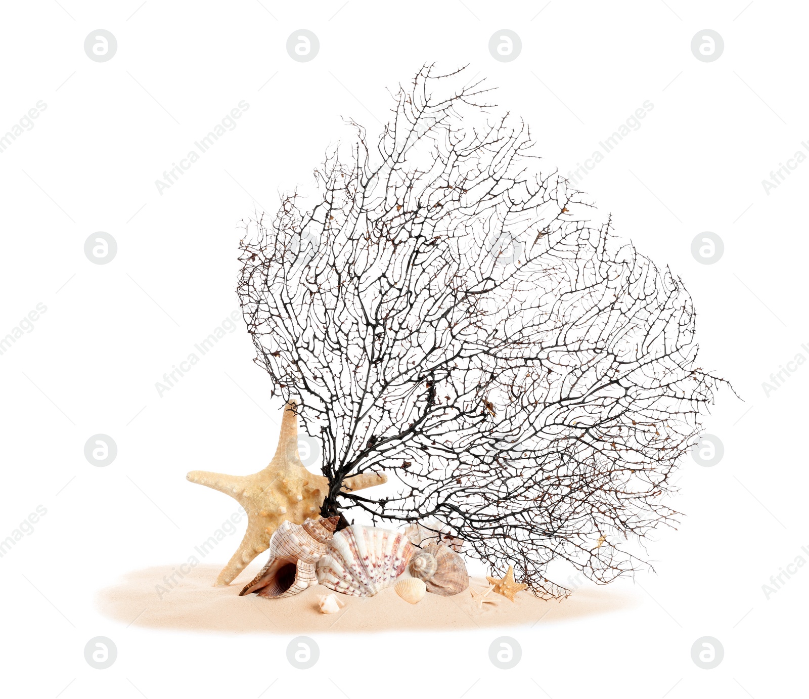 Photo of Beautiful exotic branching coral, shells and sand on white background