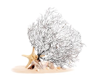 Beautiful exotic branching coral, shells and sand on white background