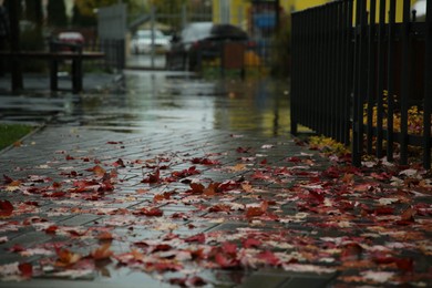 Photo of Fallen leaves on wet pavement on city street after rain