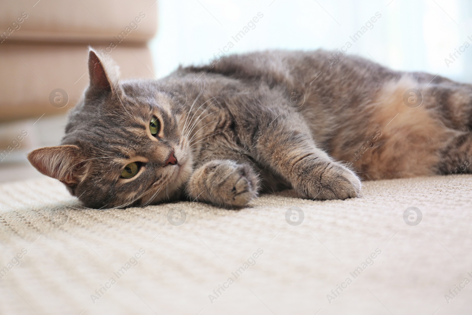 Photo of Cute gray tabby cat on carpet indoors. Lovely pet