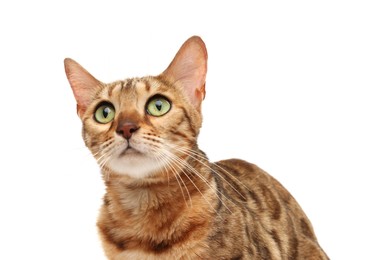 Photo of Cute Bengal cat on white background. Adorable pet