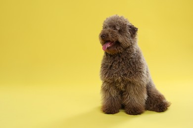 Cute Toy Poodle dog on yellow background, space for text