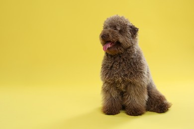 Photo of Cute Toy Poodle dog on yellow background, space for text