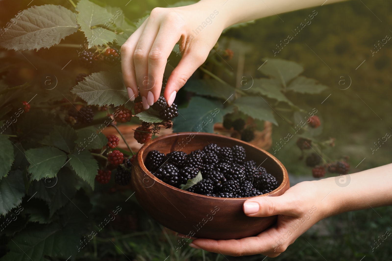 Photo of Woman gathering ripe blackberries into wooden bowl in garden, closeup