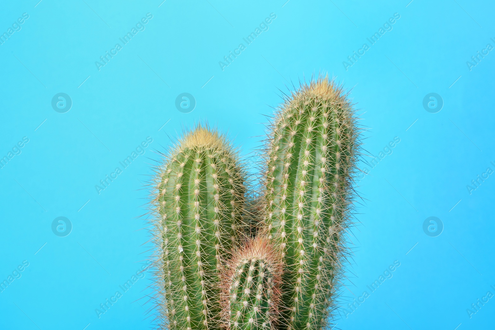 Photo of Beautiful green cactus on light blue background. Tropical plant