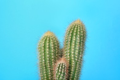 Photo of Beautiful green cactus on light blue background. Tropical plant