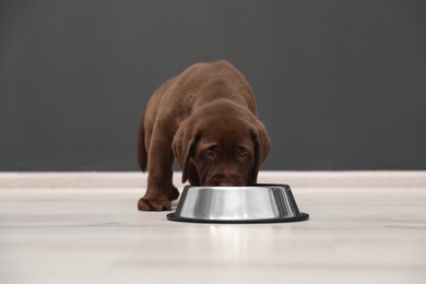Photo of Chocolate Labrador Retriever puppy eating  food from bowl indoors