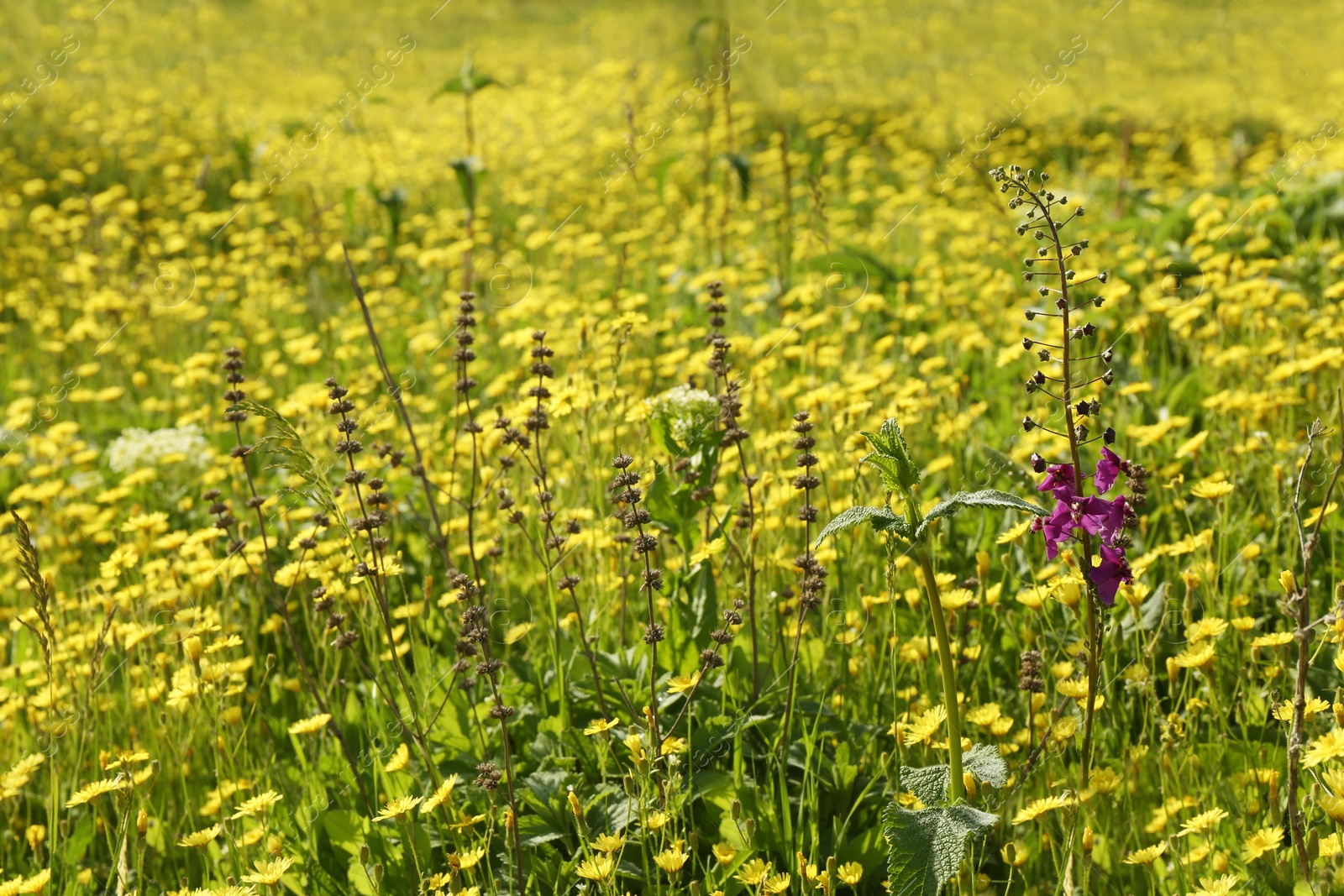 Photo of Beautiful flowers growing in meadow on sunny day