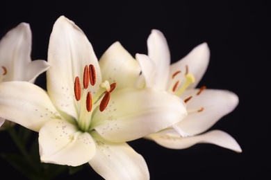 Photo of Beautiful lilies on black background, closeup view. Space for text