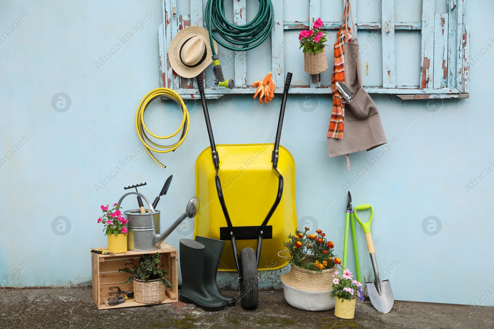 Photo of Beautiful plants, gardening tools and accessories near shed outdoors