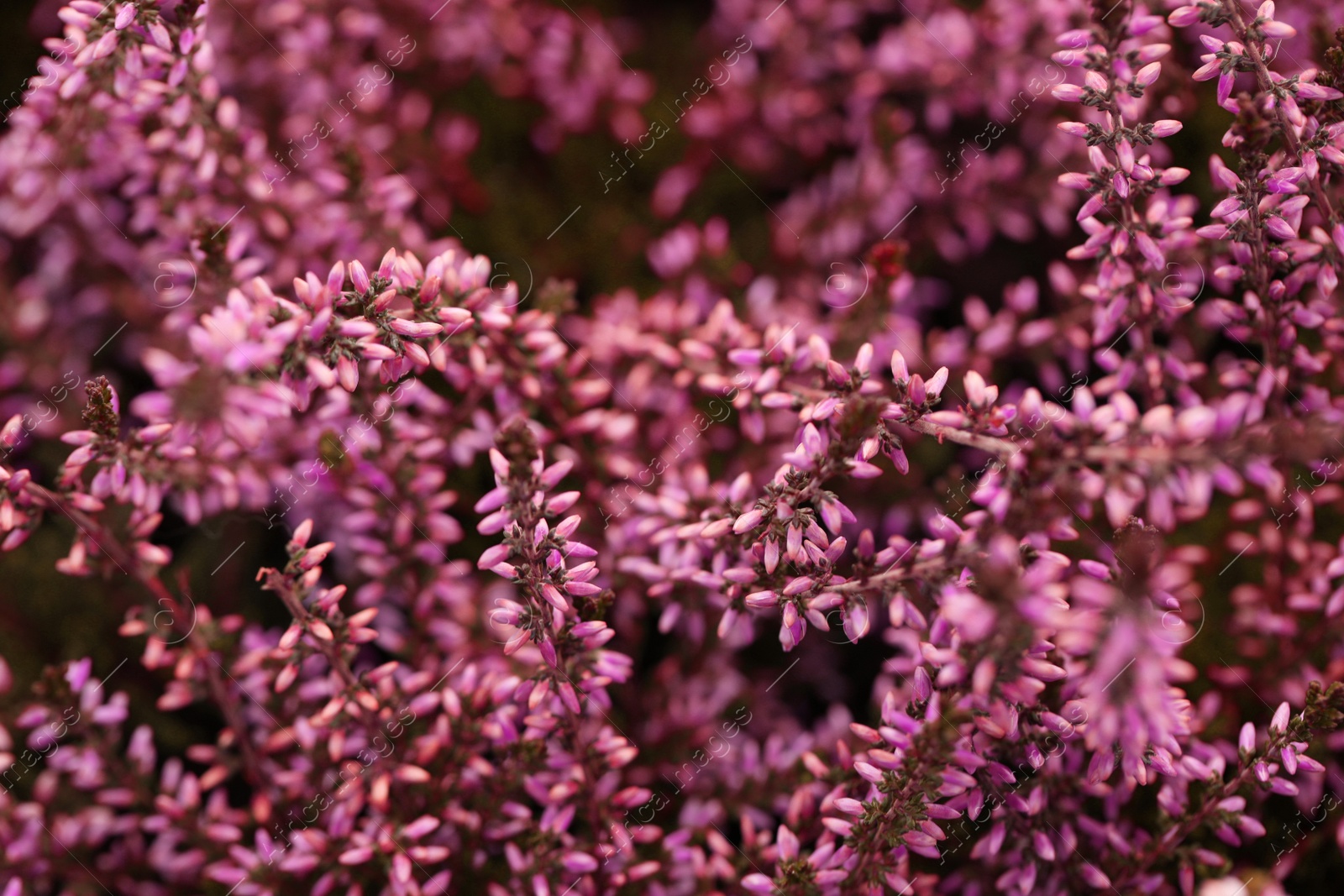 Photo of Heather shrub with beautiful flowers, closeup view