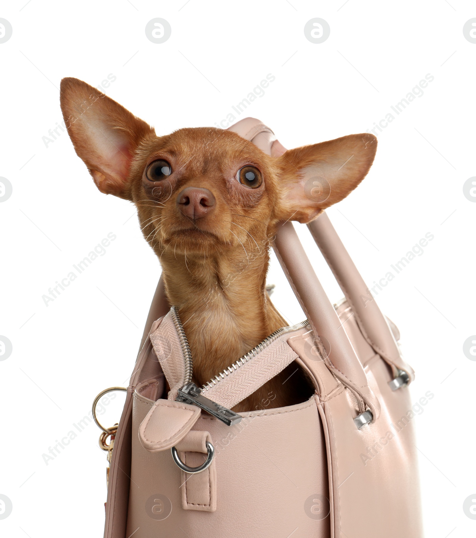Photo of Cute toy terrier in female handbag isolated on white. Domestic dog