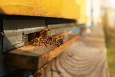 Photo of Closeup view of wooden hive with honey bees on sunny day