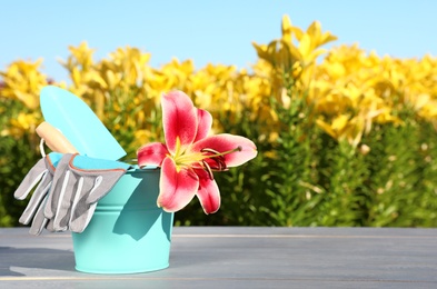 Photo of Bucket with lily and gardening tools on grey wooden table at flower field. Space for text