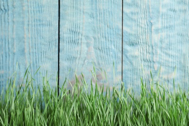 Photo of Fresh green grass near blue wooden fence. Space for text