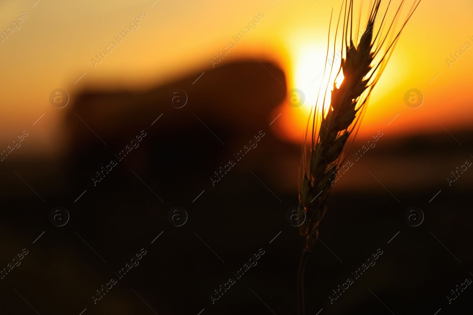 Photo of Beautiful wheat against blurred background, closeup. Space for text