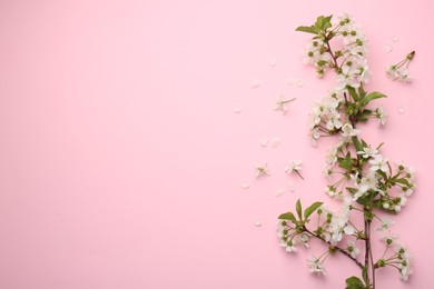 Spring tree branch with beautiful blossoms and petals on pink background, flat lay. Space for text