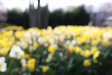 Blurred view of daffodil flowers growing in park