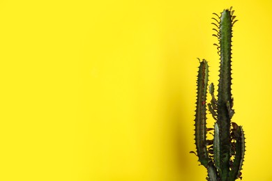 Beautiful cactus on yellow background, space for text
