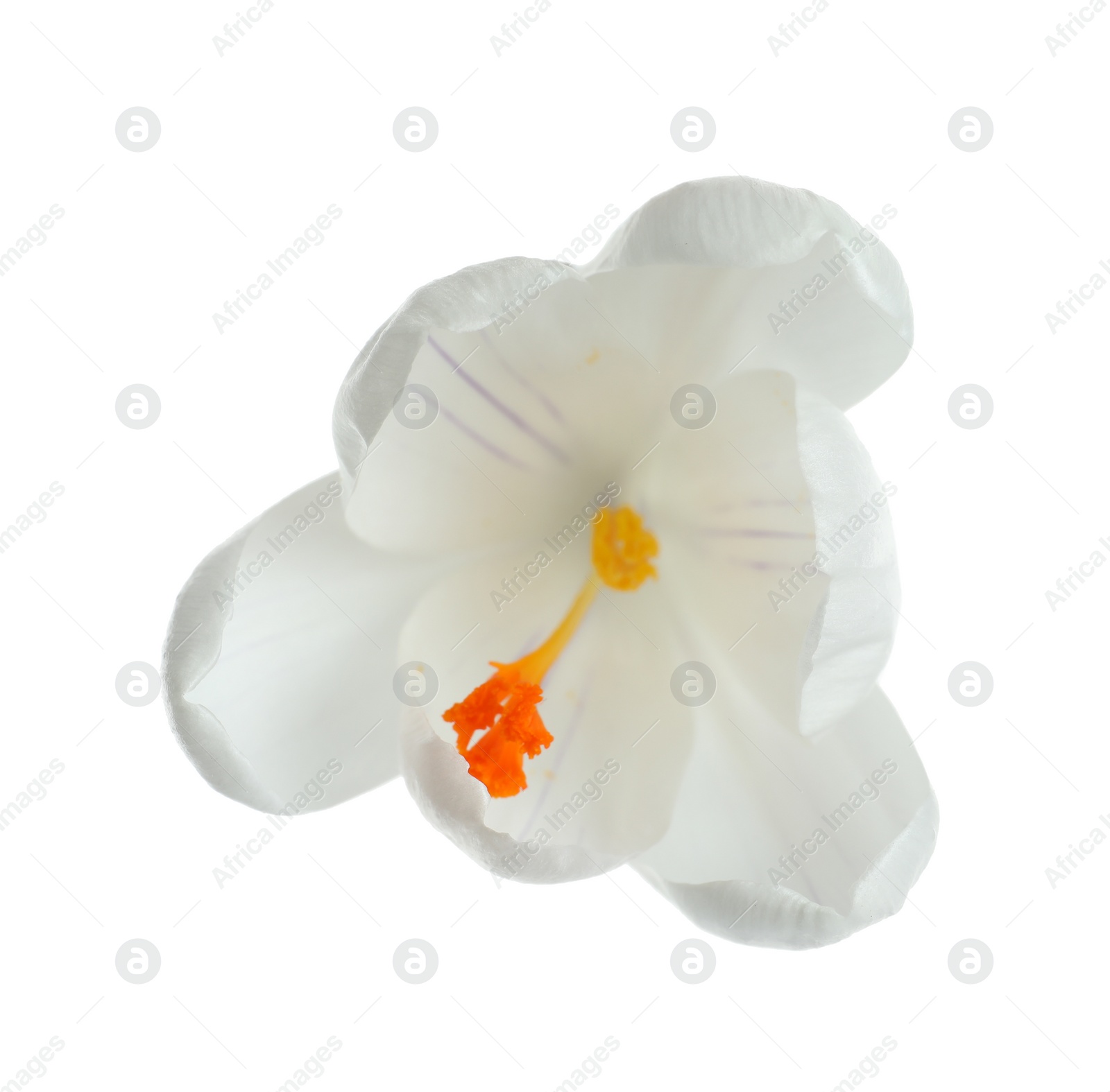 Photo of Beautiful spring crocus flower on white background, top view