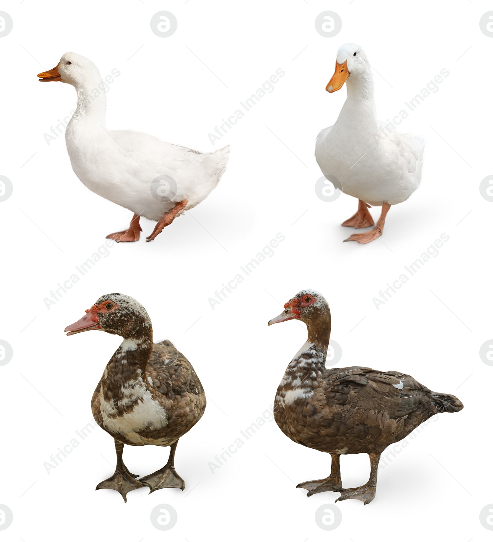 Image of Different ducks on white background, collage. Farm animal