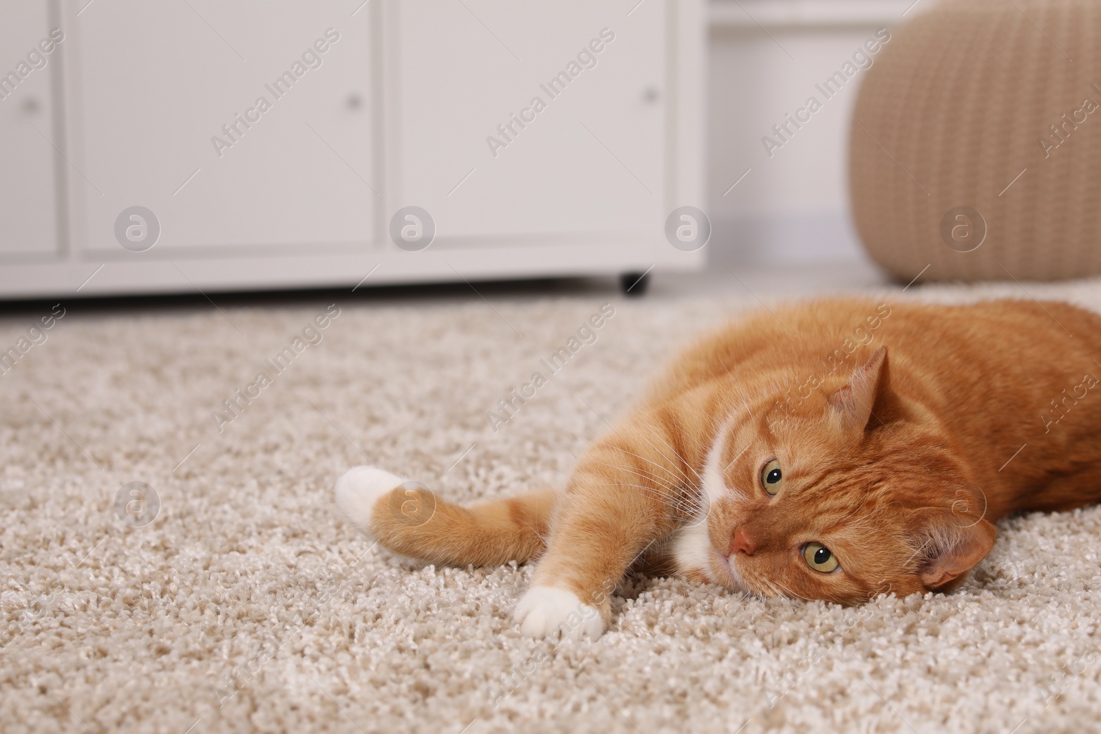 Photo of Cute ginger cat lying on carpet at home, space for text